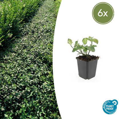 Buitenplant 6x Euonymus fort. 'Dart's Blanket' - Winterhard - Pot Ø 9cm Hoogte ↕ 10-25cm