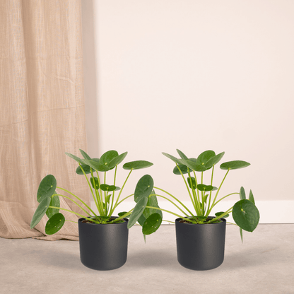 Kamerplant 2x Pilea Peperomioides (Pannekoekenplant) - Pot Ø 12cm Hoogte ↕ 20cm