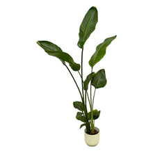 Kamerplant - Strelitzia Nicolai - Pot Ø 18cm Hoogte ↕ 100cm