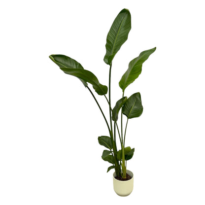 Kamerplant - Strelitzia Nicolai - Hoogte ↕ 35-250cm