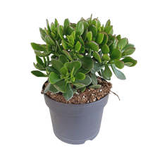 Kamerplant - Crassula Minova - Pot Ø 17cm