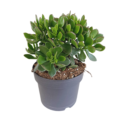 Kamerplant - Crassula Minova - Pot Ø 17cm
