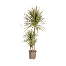 Kamerplant - Dracaena Marginata Bicolor - Pot Ø 21cm Hoogte ↕ 110-130cm