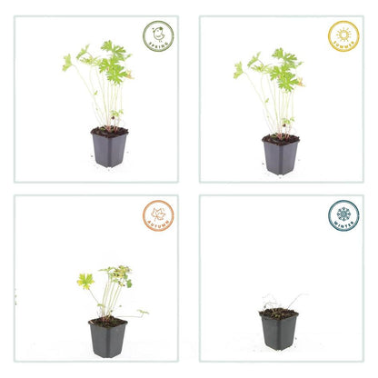 Buitenplant 24x Geranium 'Johnson's Blue' - Bloeiend - Pot Ø 9cm Hoogte ↕ 10-25cm