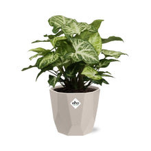 Kamerplant - Syngonium Arrow - Pot Ø 14cm