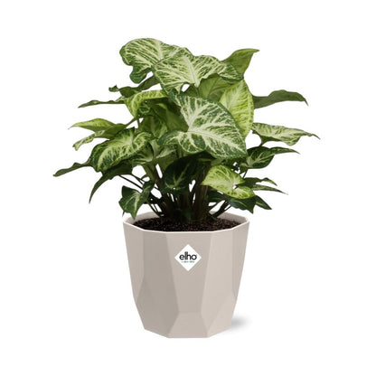 Kamerplant - Syngonium Arrow - Pot Ø 14cm