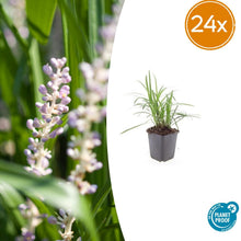 Buitenplant 24x Liriope muscari 'Monroe White' - Bloeiend - Pot Ø 9cm Hoogte ↕ 10-25cm