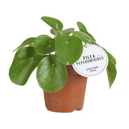 Kamerplant - Pilea White Splash - Pot Ø 13cm Hoogte ↕ 20cm