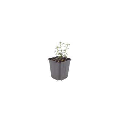 60x Teucrium lucidrys - ↕10-25cm - Ø9cm