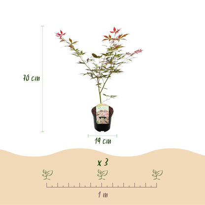 Buitenplant - Acer palmatum 'Sumi-nagashi' - Japanse Esdoorn - Pot Ø 19cm Hoogte ↕ 70cm