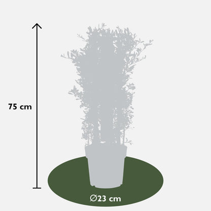 Buitenplant - Pyracantha coccinea Red Star - Pot Ø 23cm Hoogte ↕ 75cm