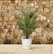 XL plant - Chamaerops Humilis - Pot Ø 30cm Hoogte ↕ 150cm