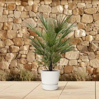 XL plant - Chamaerops Humilis - Pot Ø 30cm Hoogte ↕ 150cm