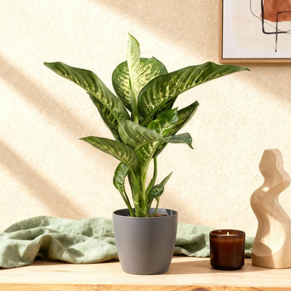 Kamerplant - Dieffenbachia Tropic Snow - Pot Ø 21cm Hoogte ↕ 90-100cm