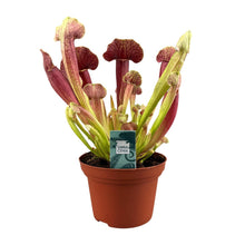 Kamerplant - Sarracenia Barba - Pot Ø 12cm Hoogte ↕ 25cm