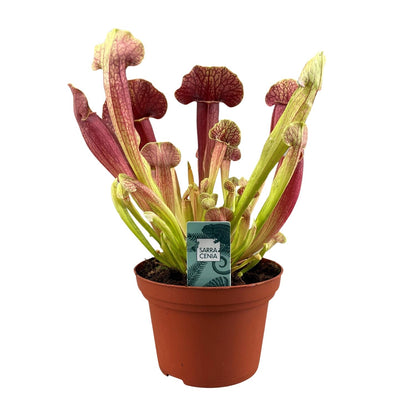 Kamerplant - Sarracenia Barba - Pot Ø 12cm Hoogte ↕ 25cm