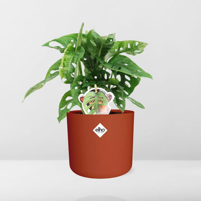 Kamerplant - Monstera 'Monkey Leaf' - Pot Ø 14cm