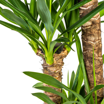 XL kamerplant - Yucca Elephantipes - Pot Ø 24cm Hoogte ↕ 120-140cm