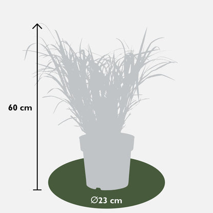 Buitenplant - Miscanthus sinensis Strictus - Pot Ø 23cm Hoogte ↕ 60cm