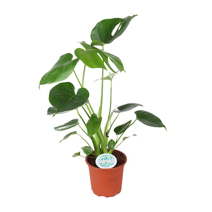 Kamerplant - Monstera Deliciosa - Hoogte ↕ 32-180cm