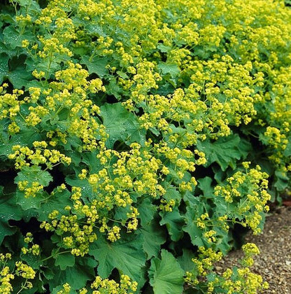 Buitenplant 60x Alchemilla mollis - Pot Ø 9cm Hoogte ↕ 10-25cm
