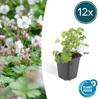 Buitenplant 12x Geranium cant. 'Biokovo' - Bloeiend - Pot Ø 9cm Hoogte ↕ 10-25cm