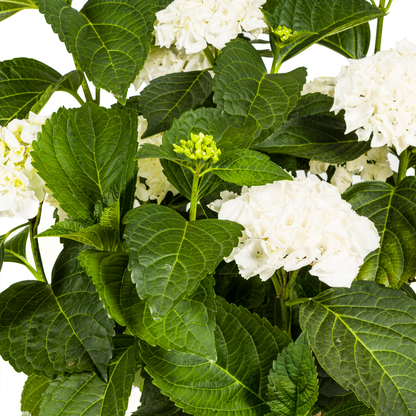 Buitenplant - Hydrangea Macrophylla White - Bloeiend - Pot Ø 24cm Hoogte ↕ 70-80cm