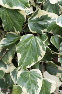 Buitenplant - Hedera colchica 'Dentata Variegata' - Klimplant - Pot Ø 15cm Hoogte ↕ 65cm