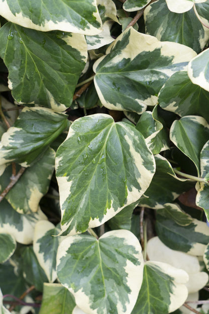 Buitenplant - Hedera colchica 'Dentata Variegata' - Klimplant - Pot Ø 15cm Hoogte ↕ 65cm