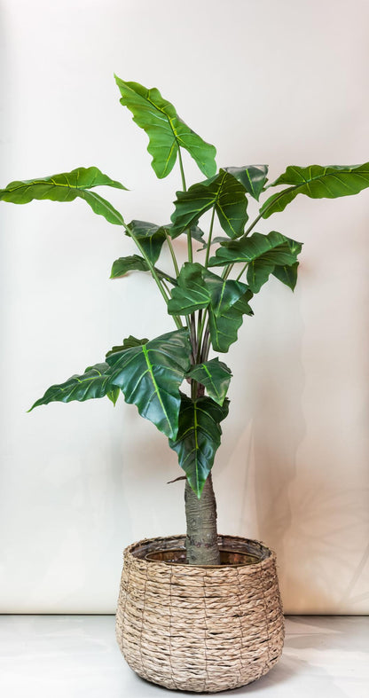 XL Kunstplant - Alocasia Olifantsoor - Hoogte ↕ 150cm