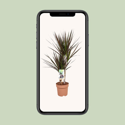 Kamerplant - Dracaena Magenta - Pot Ø 17cm Hoogte ↕ 80cm