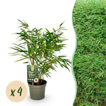 Buitenplant 4x Fargesia rufa - Bladhoudend, Niet Woekerend - Pot Ø 17cm Hoogte ↕ 60cm