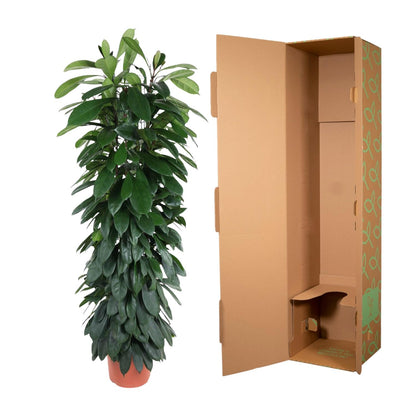 XL Kamerplant - Ficus Cyatistipula - Zuilvorm - Pot Ø 29cm Hoogte ↕ 150cm
