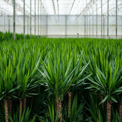 Kamerplant - Yucca - Pot Ø 21cm Hoogte ↕ 100cm