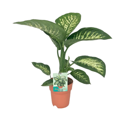 Kamerplant - Dieffenbachia Seguine 'Tropic Snow' - Pot Ø 19cm Hoogte ↕ 70cm