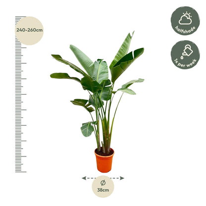 XL plant - Strelitzia Augusta de Luxe - Pot Ø 38cm Hoogte ↕ 250cm