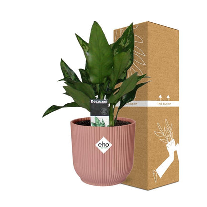 Kamerplant - Aglaonema Maria - Pot Ø 14cm