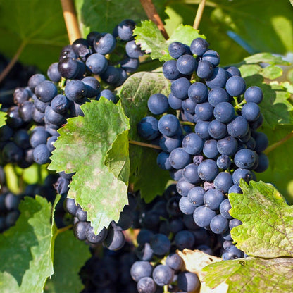 Buitenplant 2x Vitis vinifera 'Regent' (Blauwe druif) - Fruitplant - Pot Ø 15cm Hoogte ↕ 50cm
