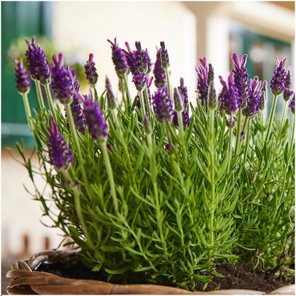 Buitenplant 6x Lavandula stoechas Anouk® - Bloeiend - Pot Ø 12cm Hoogte ↕ 25-40cm