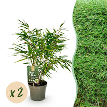 Buitenplant 2x Fargesia rufa - Bladhoudend - Niet Woekerend - Pot Ø 17cm Hoogte ↕ 60cm