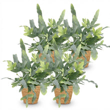 Kamerplant 4x Phlebodium aureum Blue Star - Blauwe Varen - Pot Ø 12cm Hoogte ↕ 25cm