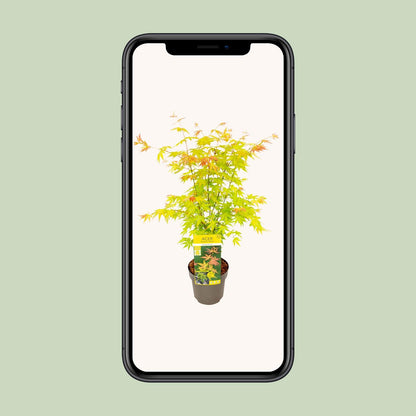 Buitenplant - Acer palmatum 'Orange Dream' - Pot Ø 19cm Hoogte ↕ 50cm