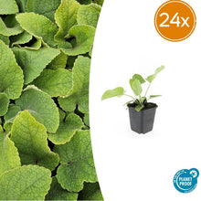 Buitenplant 24x Phlomis russeliana - Bloeiend - Pot Ø 9cm Hoogte ↕ 10-25cm