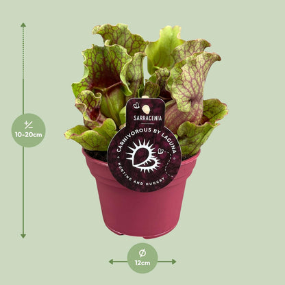 Kamerplant - Sarracenia - Pot Ø 12cm Hoogte ↕ 20cm