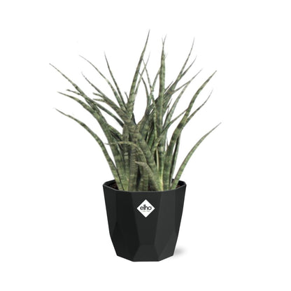 Kamerplant - Sansevieria Fernwood Punk - Luchtzuiverend - Inclusief sierpot - Pot Ø 14cm