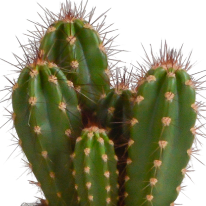Kamerplant 3x Cereus mix - in witte pot - Pot Ø 10,5cm