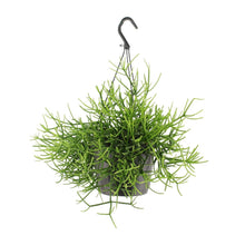 Kamerplant - Rhipsalis Heteroclada - Pot Ø 17cm Hoogte ↕ 25cm