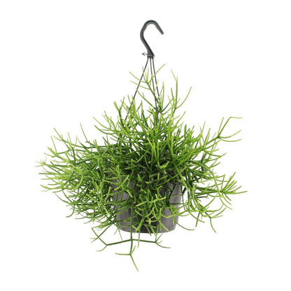 Kamerplant - Rhipsalis Heteroclada - Pot Ø 17cm Hoogte ↕ 25cm