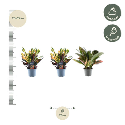 Kamerplant 3x Croton Codiaeum mix - Pot Ø 12cm Hoogte ↕ 30cm