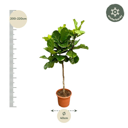 XL Kamerplant - Ficus Lyrata Boom XXL - Pot Ø 40cm Hoogte ↕ 200cm